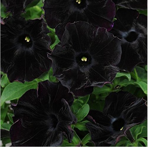 Petunia Black Velvet Bonsai Annnual Flowers 200 Fresh Seeds Slightly Ruffled Flower