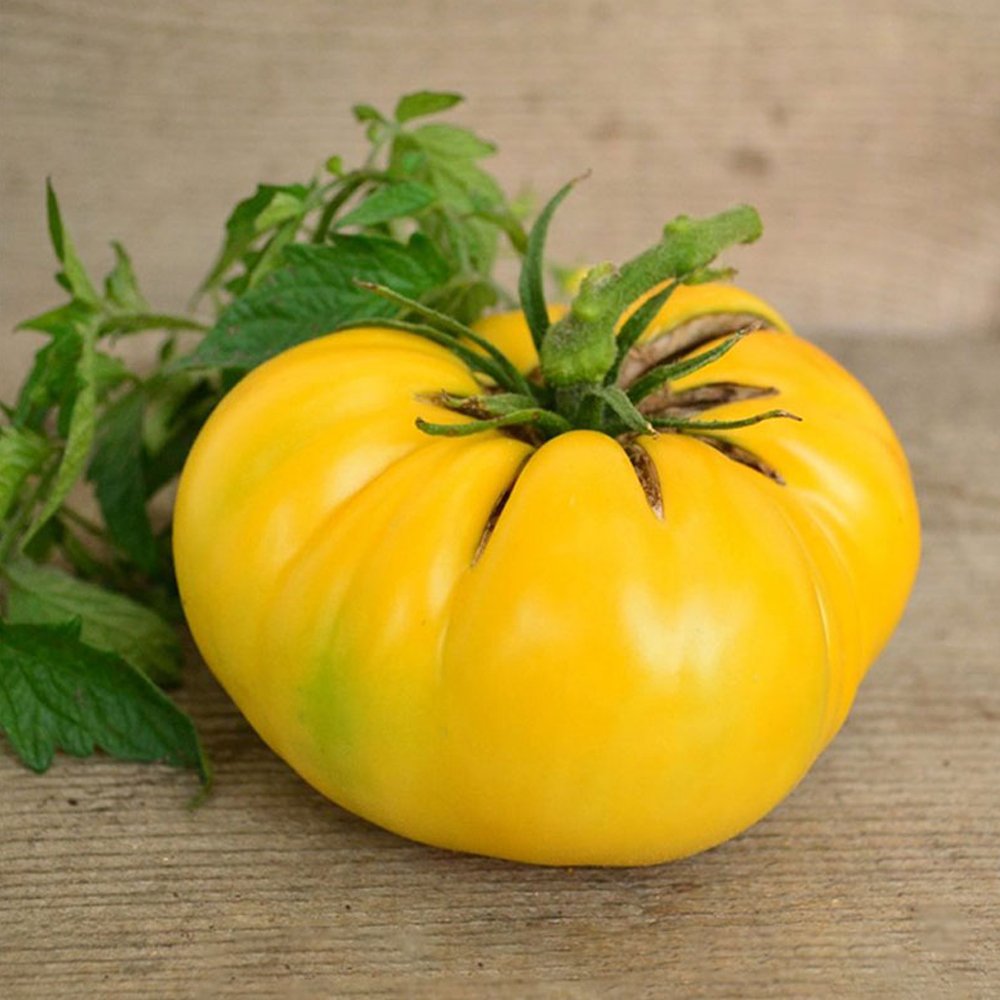100 Fresh Seeds Dixie Golden Giant Tomato Yellow Big Tomato Fruits Beefsteak Tomatoes Lycopersicon E