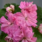 100 Bag Rare Azalea Rhododendron Plants Biji Potted Like Geranium Lilies De Flores Raras Plant Bonsa
