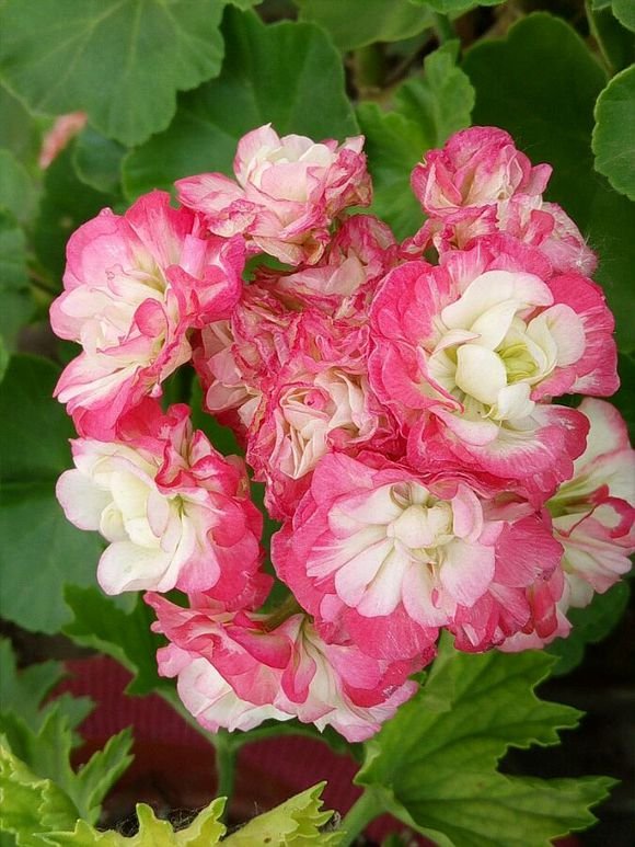 10 Fresh Seeds  Geranium Red Corrugated Double Petals With White Centre Flowers Fresh Seeds Big Comp