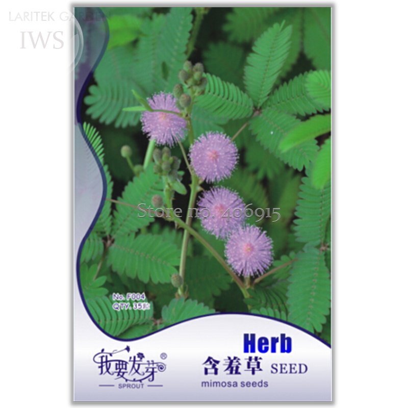 Codariocalyx Motorius Telegraph Plant Fresh Seeds 6 Fresh Seeds Original  Ornamental Semaphore Plant