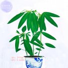 220 Fresh Seeds White Sun Plant Fresh Seeds Original  Pure And Beautiful Flowers Light Up Your Garde