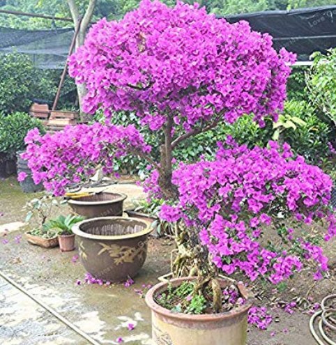 100 Purple Bougainvillea Glabra Bonsai Spectabilis Willd Bonsai Plant Bougainvillea Bonsai Flower Po