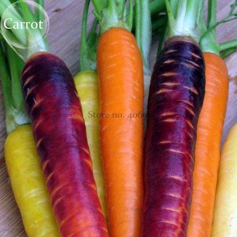 100 Fresh Seeds Rare Daucus Carota Mixed Carrot Organic Vegetables White Purple Yellow Pink Mixed Fr