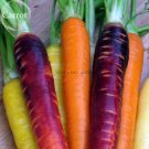 100 Fresh Seeds Rare Daucus Carota Mixed Carrot Organic Vegetables White Purple Yellow Pink Mixed Fr