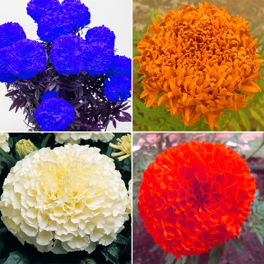 100 Tagetes Erecta Seeds Purple Orange White Red Flowers French Marigold Flower