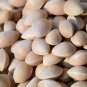 5 Ginkgo Maidenhair Tree Ginkgo Biloba Seeds Green To Yellow Leaves