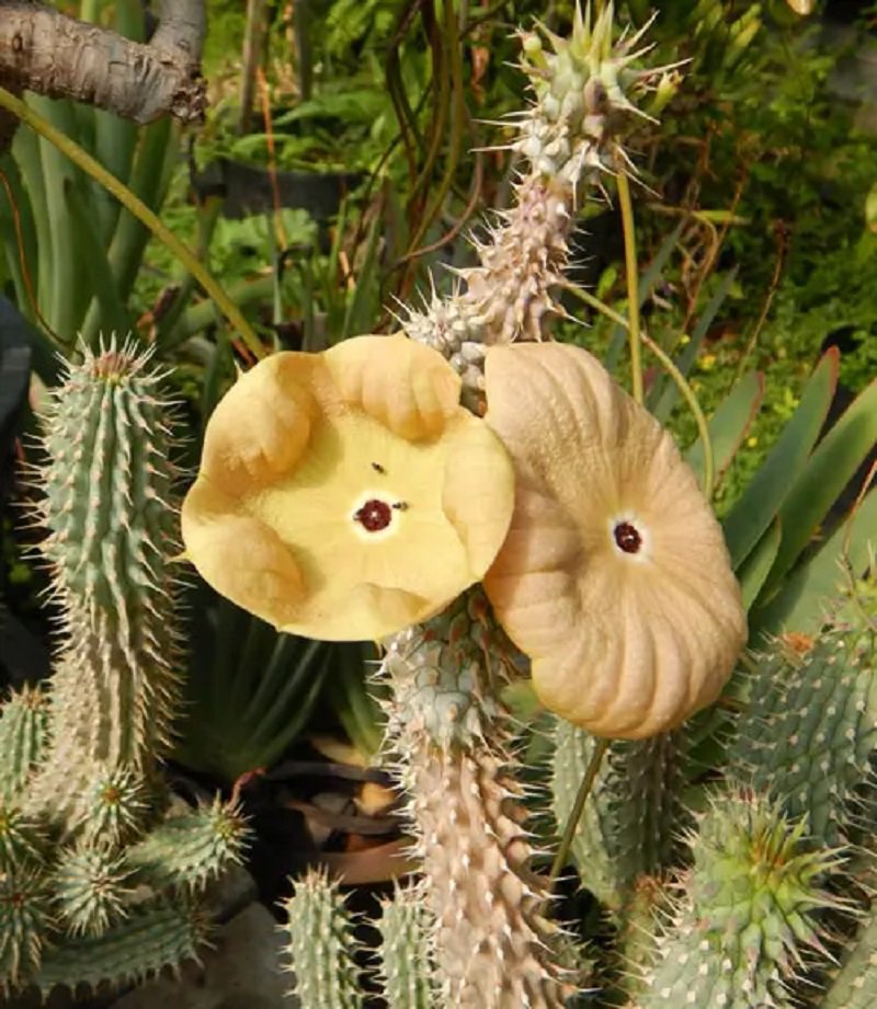 1 Hoodia Gordonii Seeds South African Plant Organic