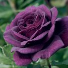 50 Purple Rose Flowers Seeds Spring Sunshine Fresh Seeds Garden