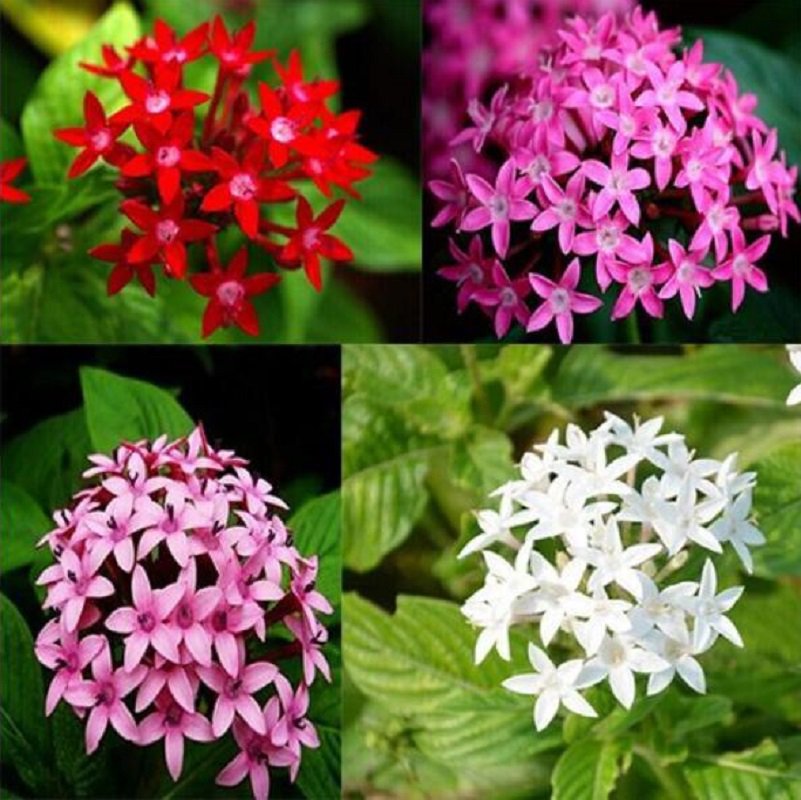 200 Pentas Lanceolata Flower Seeds Mix 4 Colors Flower Fresh Seeds