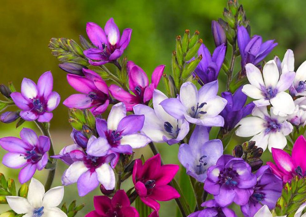 5 Babiana Stricta Seeds Iridaceae Pretty Flowers Fresh Seeds