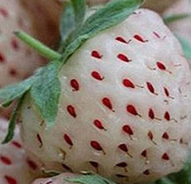 300 White Strawberry Seeds Pineberry Fruit Fresh Seeds