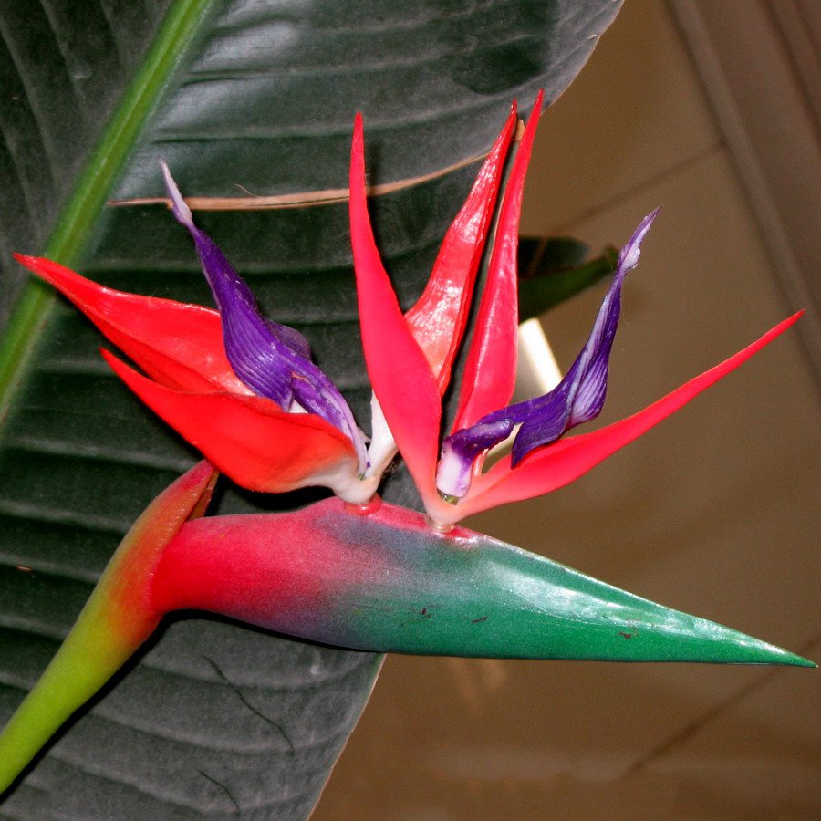 20 Strelitzia Reginae Seeds Bird Of Paradise Red Crane Flower Fresh Seeds