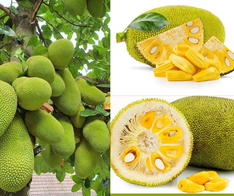5 Jackfruit Seeds World Largest Tropical Fruit Fresh Seeds