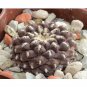 10 Thelocephala Napina Seeds Rare Cactus Plants Fresh Seeds