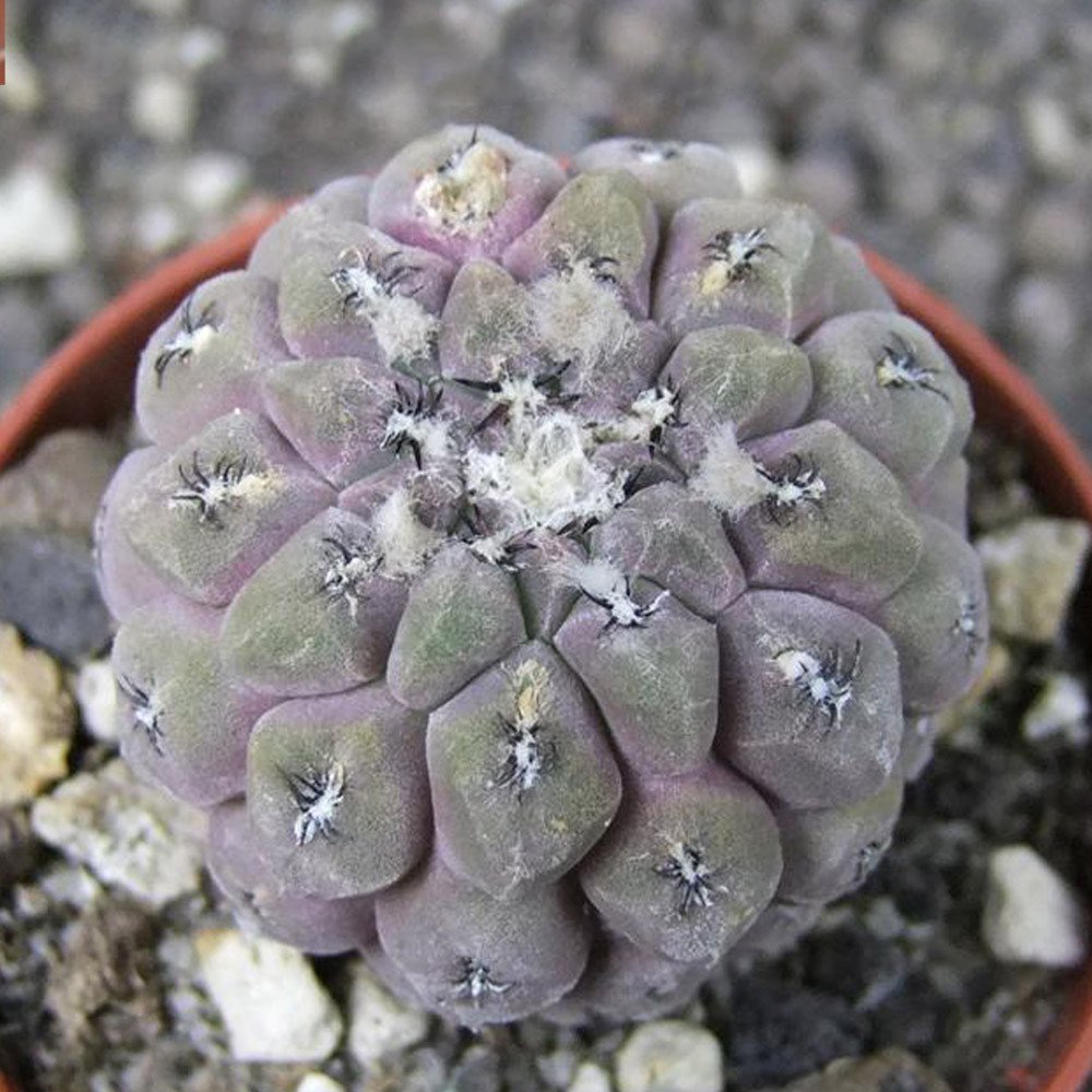10 Thelocephala Napina Seeds Rare Cactus Plants Fresh Seeds