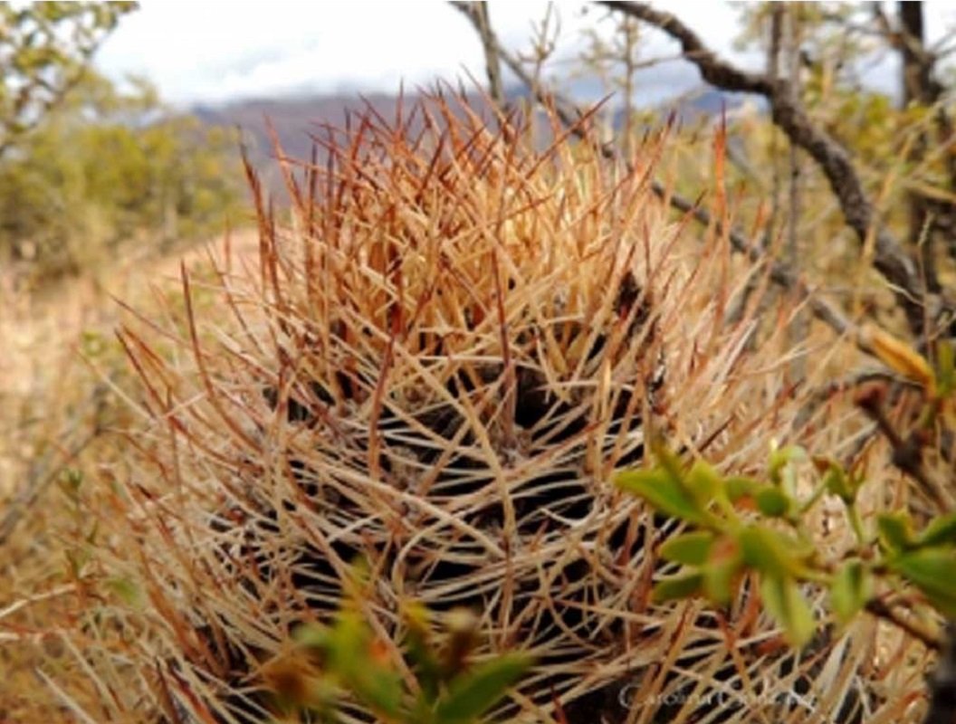 10 Pyrrhocactus Pachacoensis Seeds Rare Cactus Plants Fresh Seeds