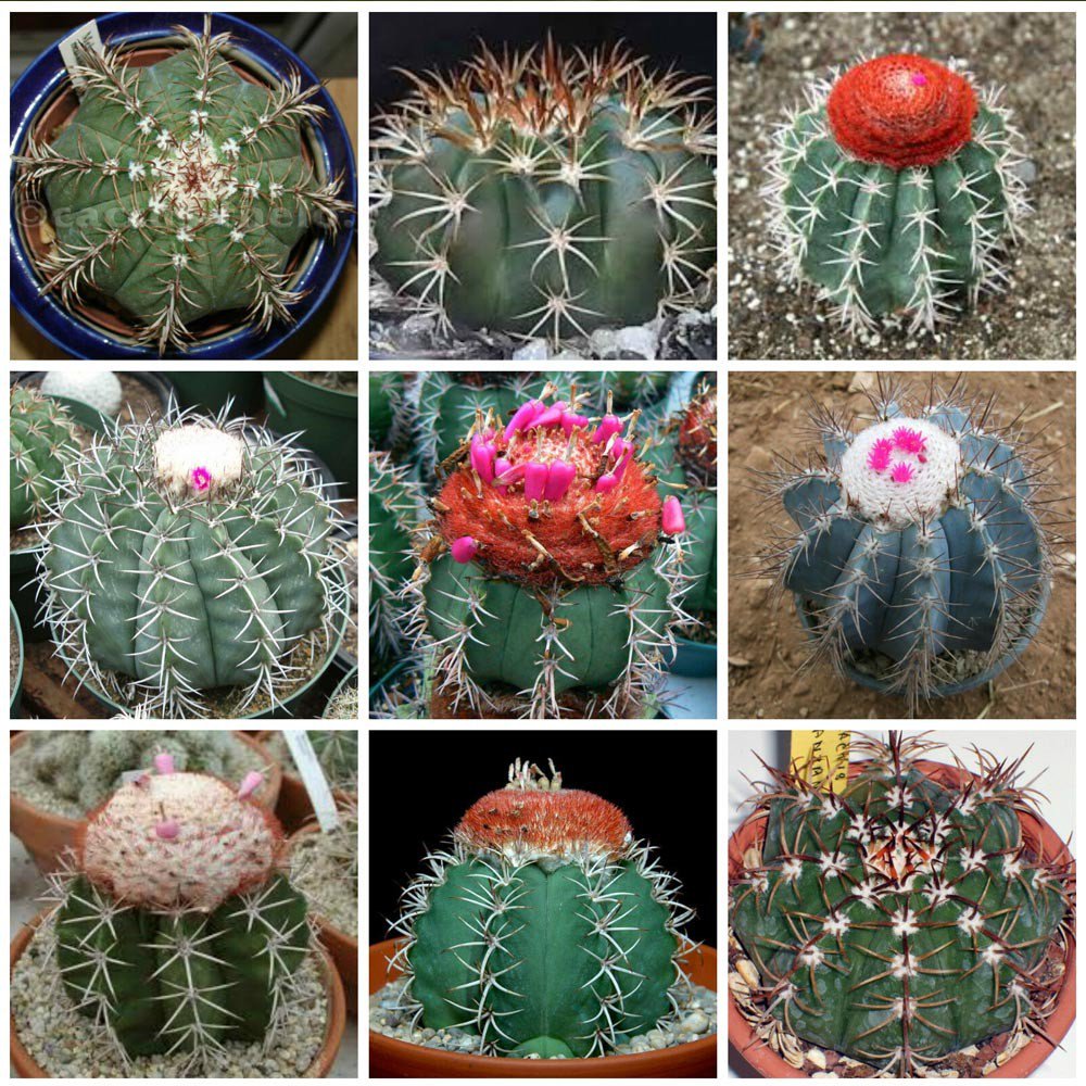 10 Melocactus Seeds Mix Rare Cactus Succulent Plants Fresh Seeds