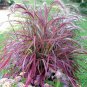 50 Pennisetum Setaceum Fireworks Fountain Grass Fresh Seeds