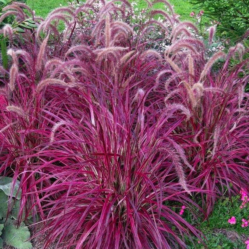 50 Pennisetum Setaceum Fireworks Fountain Grass Fresh Seeds