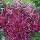 50 Pennisetum Setaceum Fireworks Fountain Grass Fresh Seeds