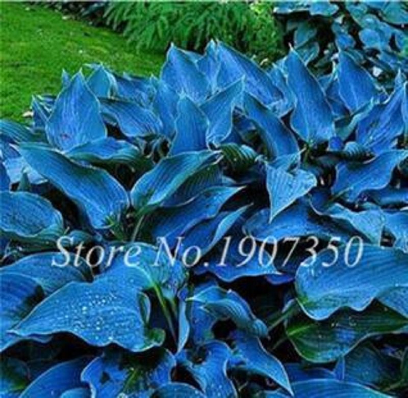 120 Hosta Seeds Perennials Plantain Mixed Beautiful Lily Flower Fresh Seeds DL115C