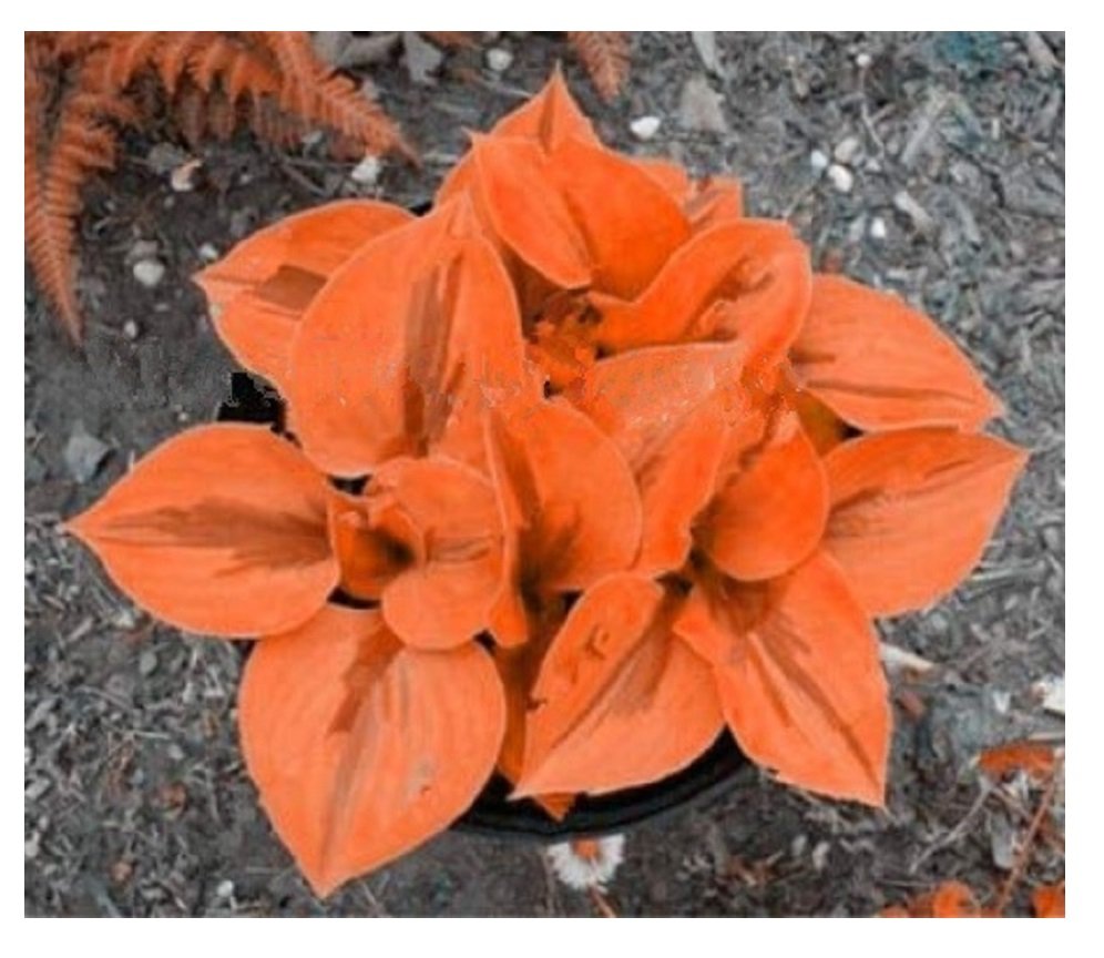 100 Beautiful Hosta Seeds Bonsai Plants Perennials Lily Flower DL855C