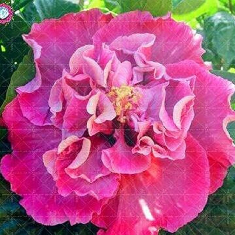 100 Double Flap Hibiscus Seeds Pink Flower Fresh Seeds