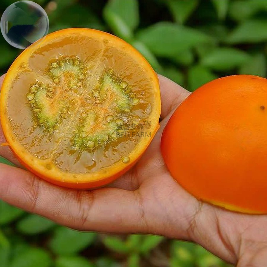 100 Orange Naranjilla Solanum Quitoense Seeds Fruit Fresh Seeds