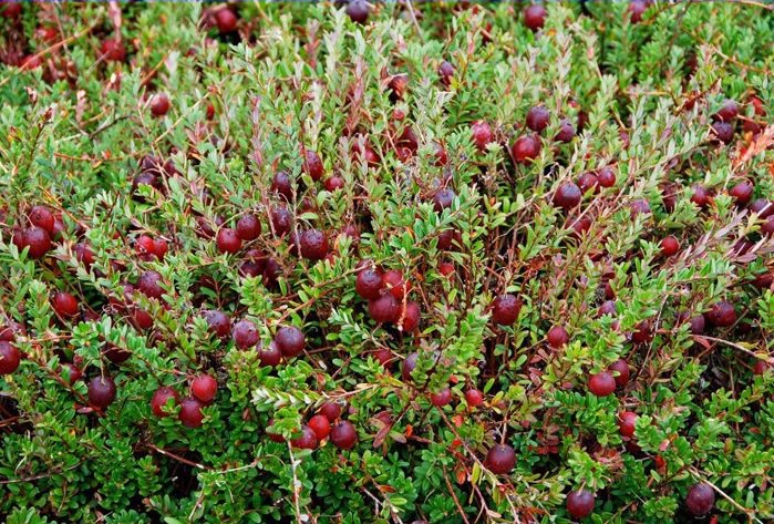 20 Wild Cranberry Vaccinium Macrocarpon Seeds Bearberry Fruit Fresh Seeds