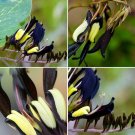 100 Rare Black Duck Tongue Orchid Seeds Perennial Flower Fresh Seeds
