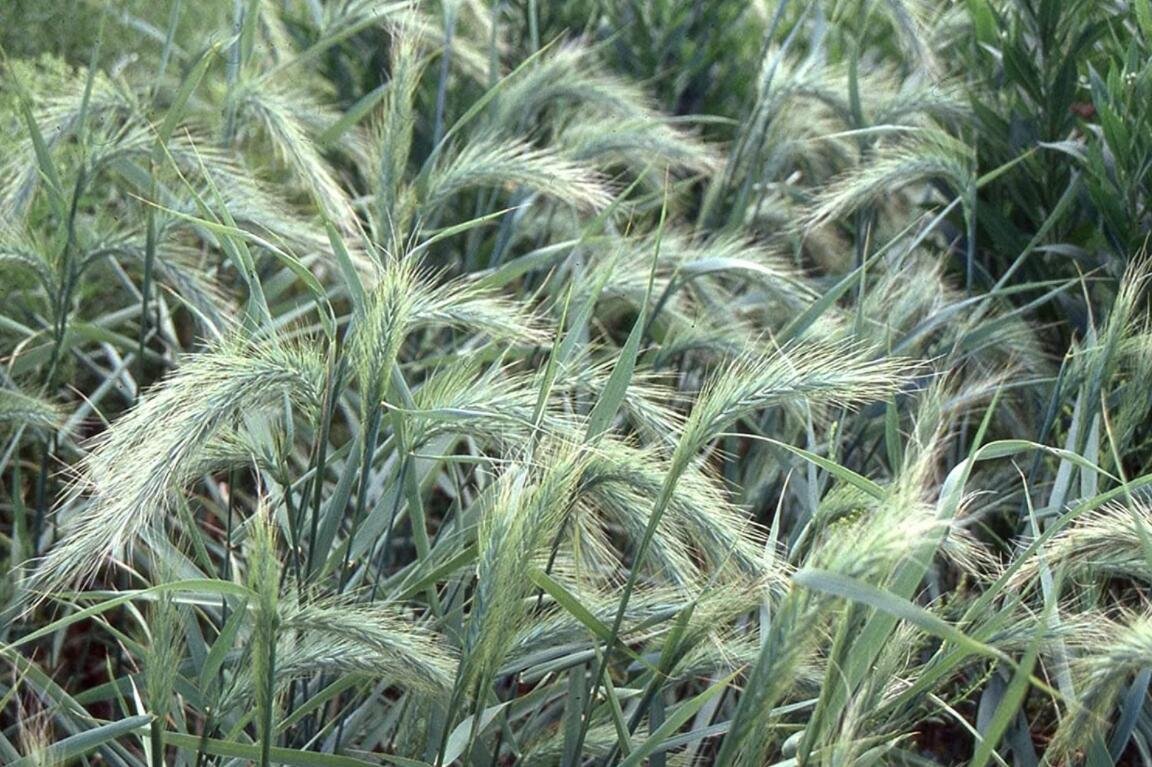 200 Canada Wild Rye Seeds Elymus Canadensis Flower Grass Fresh Seeds