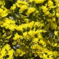 100 Yellow Sea Lavender Fresh Seeds