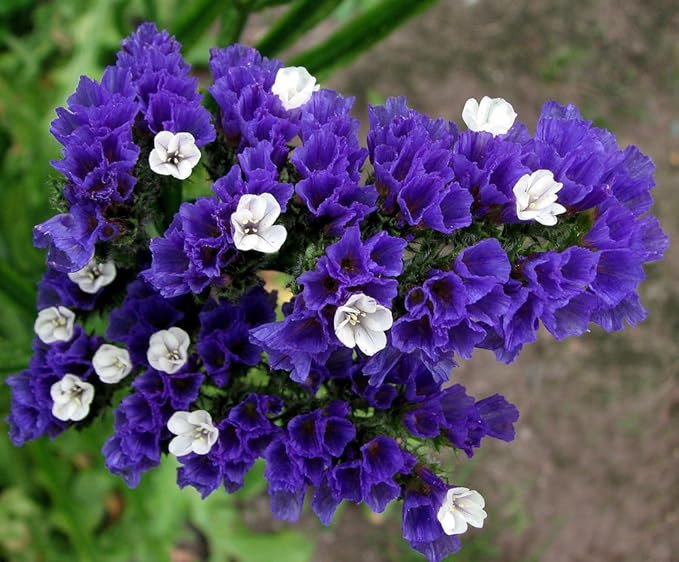 30 Blue Sea Lavender Seeds Statice Blue Dry Flower Limonium Sinuatum Fresh Seeds