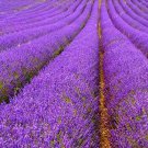 100 Lavender Imported Provence Bright Purple Lavandula Angustifolia Seeds