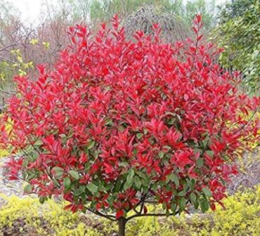 10 Photinia Serrulata Seeds raseri Serrulata Tree Plant Fresh Seeds