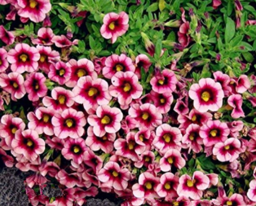 100 Calibrchoa Million Bells Mini Petunia Seeds Pink Dark Rose Red Bi Color Flowers Fresh Seeds