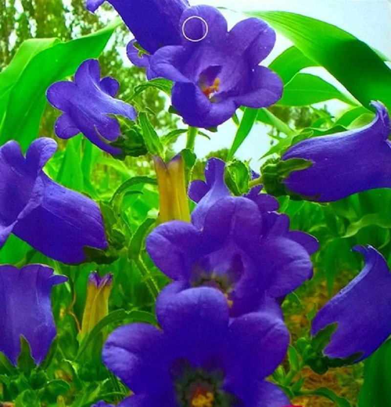 30 Canterbury Bells Seeds Perennial Flower Fresh Seeds