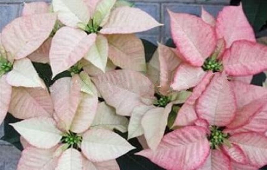 100 Poinsettia Seeds Pinkish White And Light Pink Color Flower Fresh Seeds