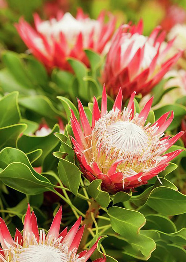 2 Protea Cynaroides Seeds Hybrid Spring Flowering Fresh Seeds