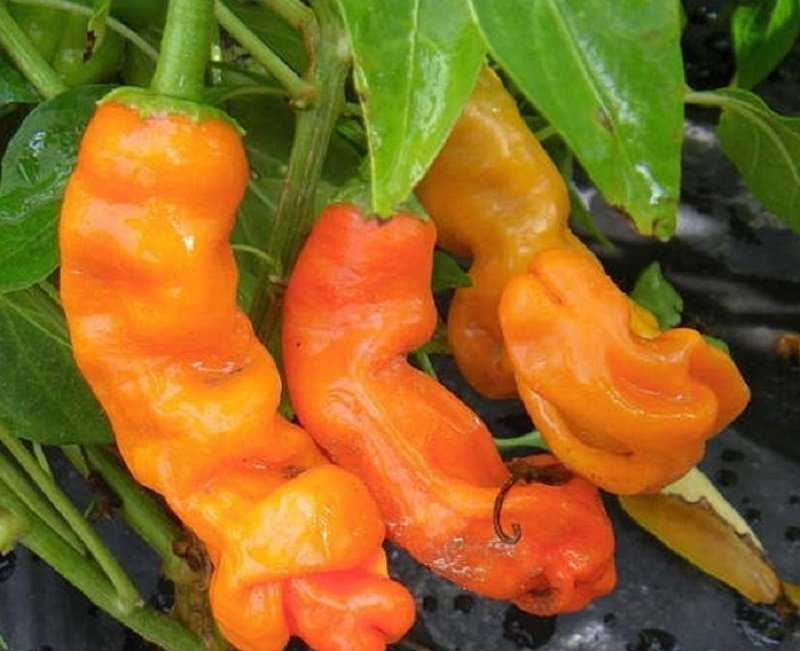 10 Orange Peter Peni s Chili Pepper Seeds Organic Fresh Seeds