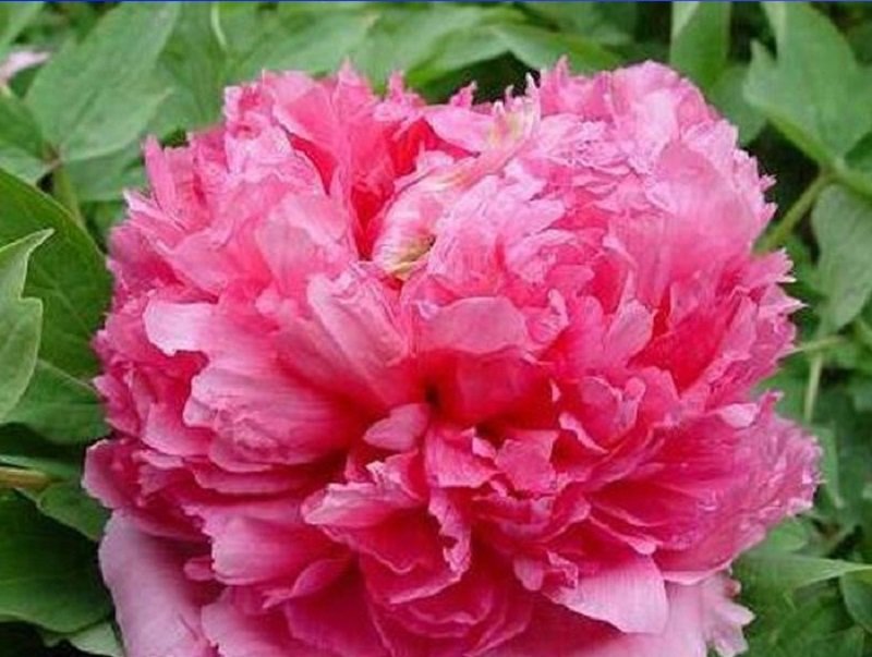 5 Jin Zhang Fu Rong Big Red Peony Seeds Flower Tree Fresh Seeds