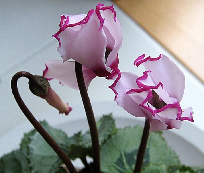 5 New Light Pink Plicated Cyclamen Seeds With Red Edge Flower Fresh Seeds