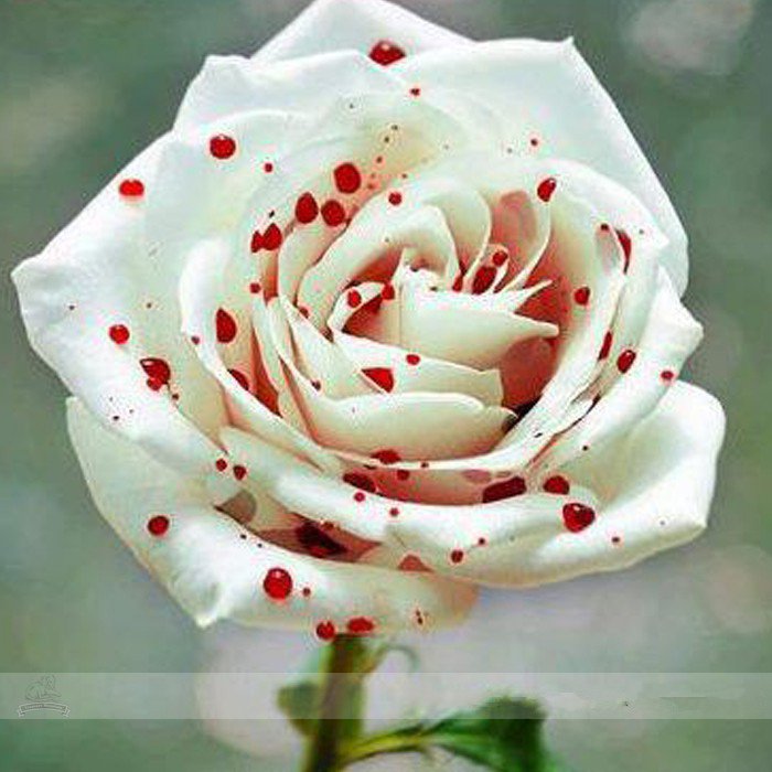 50 Rare Red Spot White Rose Seeds Shrub Flower True Fresh Seeds