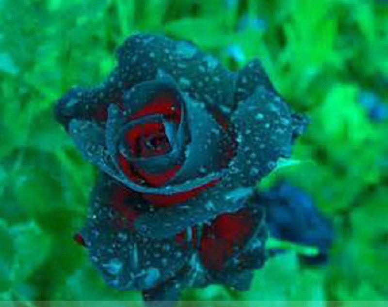 50 Rsychic Rose Seeds Flower Graden Fresh Seeds