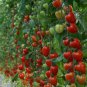 100 Tomatoberry Garden Hybrid Tomato Seeds Super-sweet Cherry Fresh Seeds