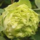 5 'Dou Lv' Green Peony Seeds Rare Flower Tree Fresh Seeds