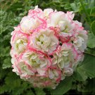 10 Geranium 'Apple Blossom Rosebud' Seeds