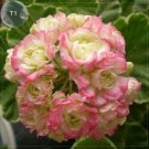 10 Geranium Apple Bloom Rosebud Seeds 24 Types for your Choose Flower Seeds