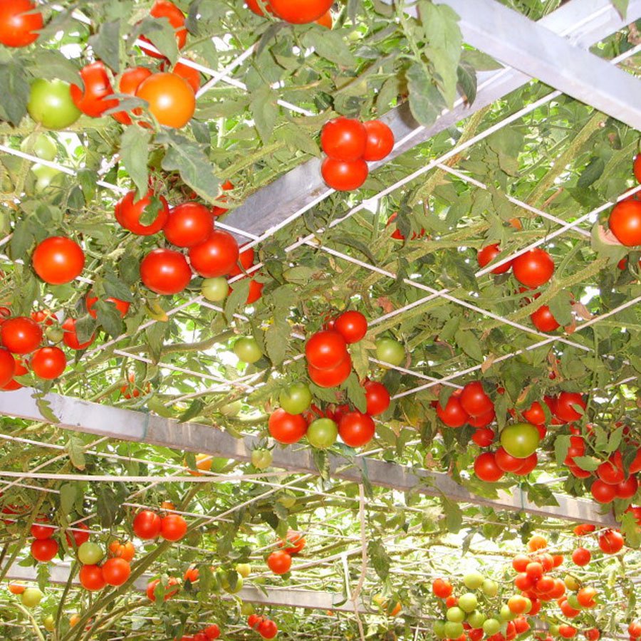 200 Italian Tree Tomato 'Trip L Crop' Seeds Vine Climbing Tomato Tree Fresh Seeds